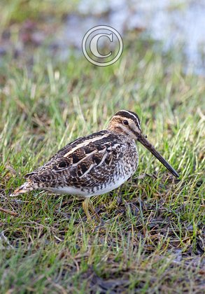 Common Snipe 4